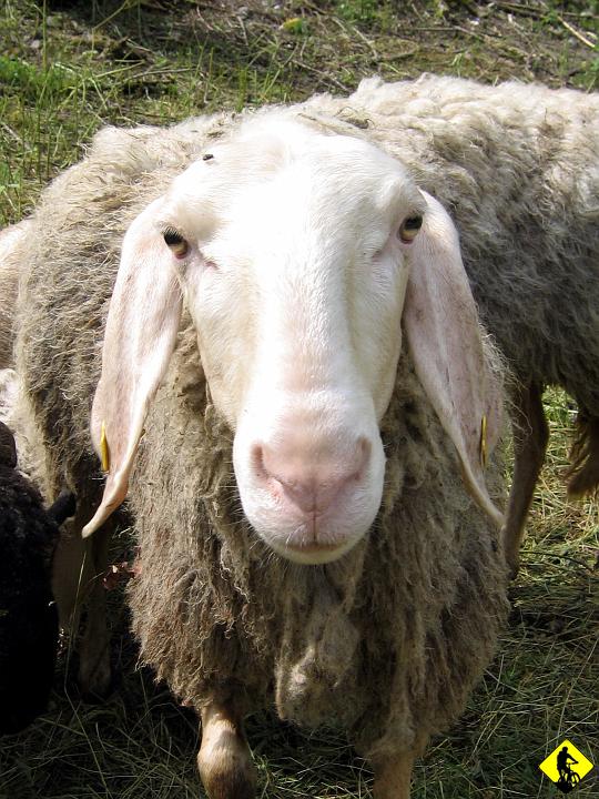 Karta1_ 216.jpg - Dzień czwarty. Dzsiaj ja prowadze stado... Ruszamy pierwszy raz w przeciwnym kierunku niż zawsze. W planie jest mała mieszanka terenu a asfaltem.